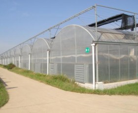 连栋薄膜温室